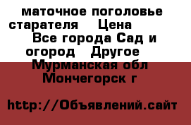 маточное поголовье старателя  › Цена ­ 3 700 - Все города Сад и огород » Другое   . Мурманская обл.,Мончегорск г.